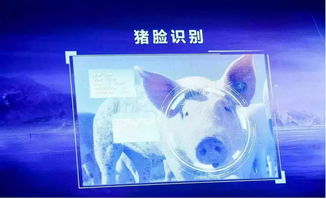 跨界風(fēng)云 馬云、劉強(qiáng)東為何在豬價(jià)暴漲之際“卷”入養(yǎng)豬大業(yè)？